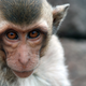 Image for article titled Scientists Claim to Perform Head Transplant on Monkey, Experts Say Prove It
